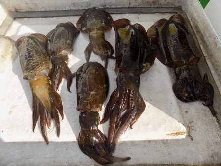 フィッシングボート空風(そらかぜ) 釣果