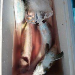 フィッシング太陽 釣果