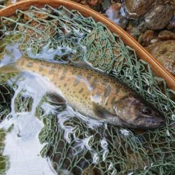 会津大川(会津非出資漁業協同組合) 釣果