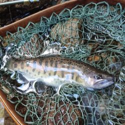 会津大川(会津非出資漁業協同組合) 釣果