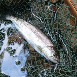 会津大川(会津非出資漁業協同組合) 釣果