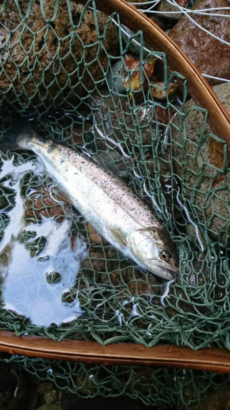 会津大川(会津非出資漁業協同組合) 釣果