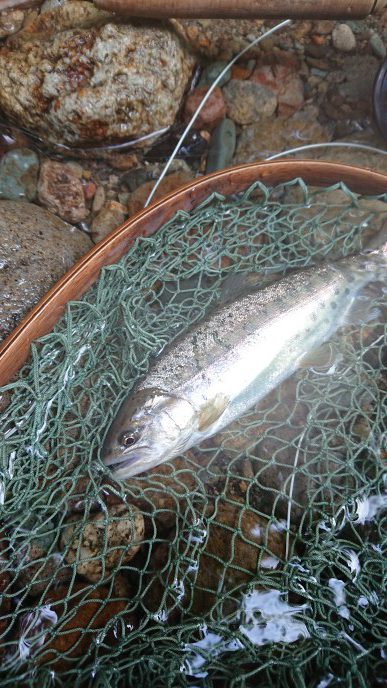 会津大川(会津非出資漁業協同組合) 釣果