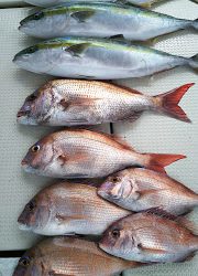 釣り舟 海竜 釣果