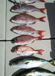 釣り舟　海竜 釣果