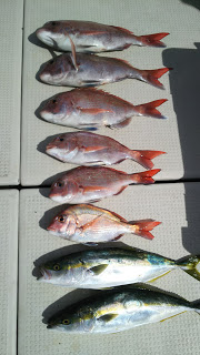 釣り舟　海竜 釣果