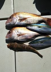 釣り舟 海竜 釣果