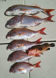 釣り舟 海竜 釣果