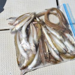 Fisherman Dreams DI 釣果