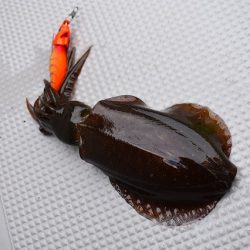 Fisherman Dreams DI 釣果