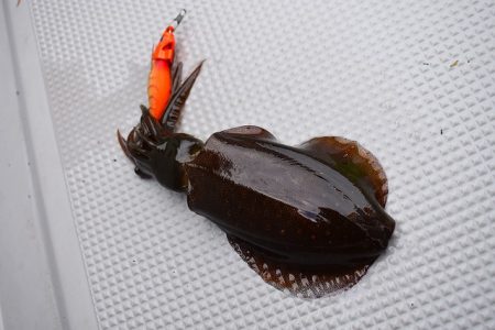 Fisherman Dreams DI 釣果