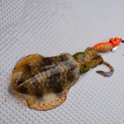 Fisherman Dreams DI 釣果