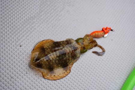 Fisherman Dreams DI 釣果