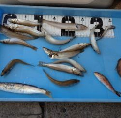 宮川丸 釣果