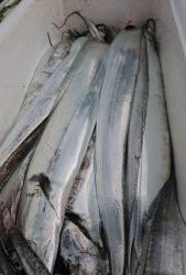 KONAYAーMARU(こなや丸) 釣果