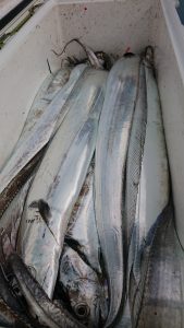 KONAYAーMARU(こなや丸) 釣果