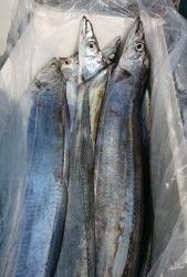 KONAYAーMARU(こなや丸) 釣果