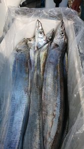 KONAYAーMARU(こなや丸) 釣果