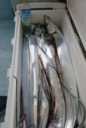 KONAYAーMARU(こなや丸) 釣果