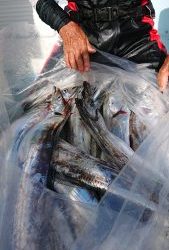 KONAYAーMARU(こなや丸) 釣果