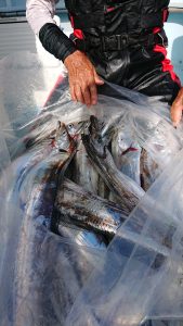 KONAYAーMARU(こなや丸) 釣果