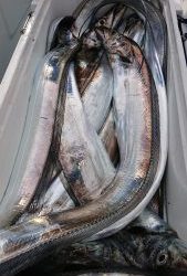 ＫＯＮＡＹＡｰＭＡＲＵ（こなや丸） 釣果