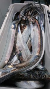 ＫＯＮＡＹＡｰＭＡＲＵ（こなや丸） 釣果