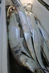 ＫＯＮＡＹＡｰＭＡＲＵ（こなや丸） 釣果