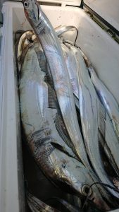ＫＯＮＡＹＡｰＭＡＲＵ（こなや丸） 釣果