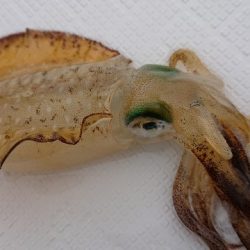 フィッシングボートACE(エース) 釣果