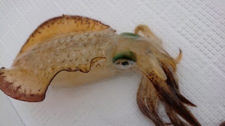 フィッシングボートACE（エース） 釣果