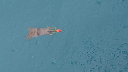 フィッシングボートACE(エース) 釣果