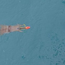 フィッシングボートACE(エース) 釣果