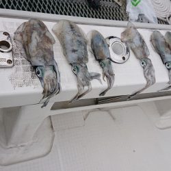 フィッシングボートACE(エース) 釣果