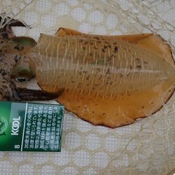 フィッシングボートACE（エース） 釣果