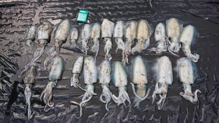 フィッシングボートACE(エース) 釣果