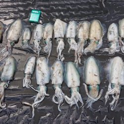 フィッシングボートACE(エース) 釣果