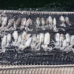 フィッシングボートACE(エース) 釣果