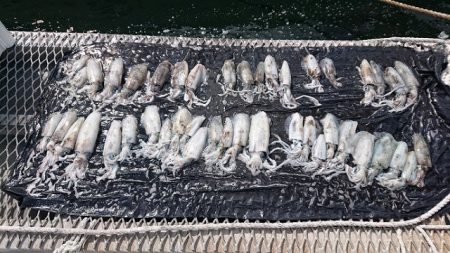 フィッシングボートACE(エース) 釣果