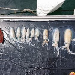 フィッシングボートACE(エース) 釣果