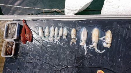 フィッシングボートACE（エース） 釣果