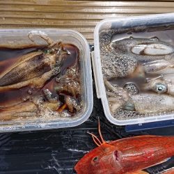 フィッシングボートACE(エース) 釣果