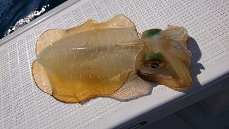 フィッシングボートACE(エース) 釣果