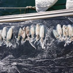 フィッシングボートACE(エース) 釣果