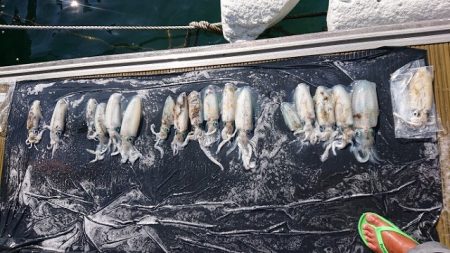 フィッシングボートACE(エース) 釣果