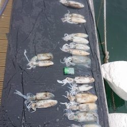 フィッシングボートACE（エース） 釣果