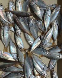 和歌山マリーナシティ釣り公園 釣果