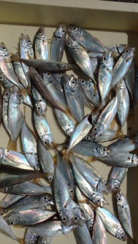 和歌山マリーナシティ釣り公園 釣果