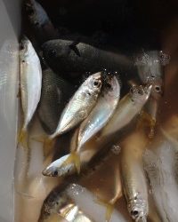 和歌山マリーナシティ釣り公園 釣果