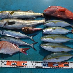 アジアマリンサービス 釣果
